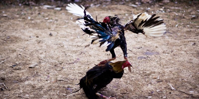 Chiến lược hiệu quả trong đá gà 8xbet