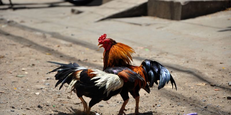 Giới thiệu về đá gà 8xbet